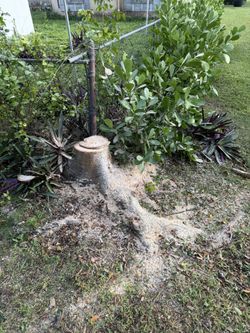 Stumps Palms And Trees Removed 