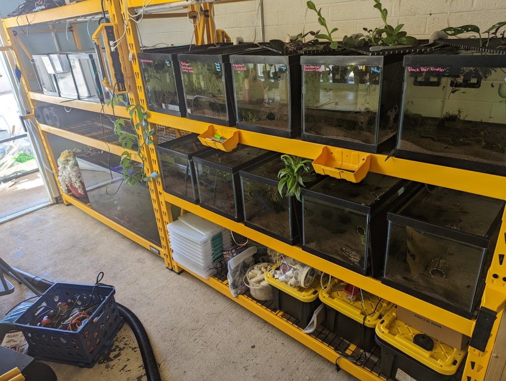 Fish Room - 15 Gallon, 40 Gallon, Sponge Filters, Central Air, Aquarium Fish Tank