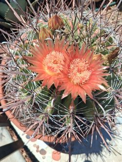 Barril cactus.