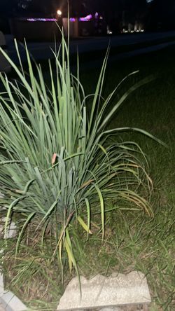 Free lemon grass