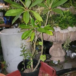 Big Plumeria  