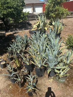 Agave Plant Collection