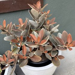 Kalanchoe  Orgyalis Succulent 