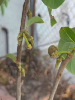 Cherimoya