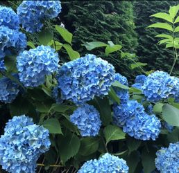 Blue Hydrangeas