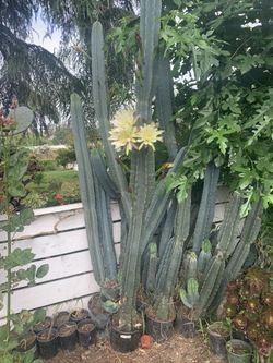 Cactus
