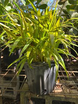 Areca palms