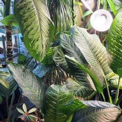Dumbcane/Diffenbachia  House Plant 