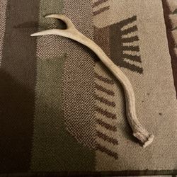 2 Point Deer Antler 