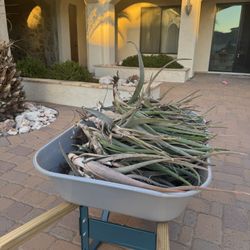 Free Aloe Verá Plants 