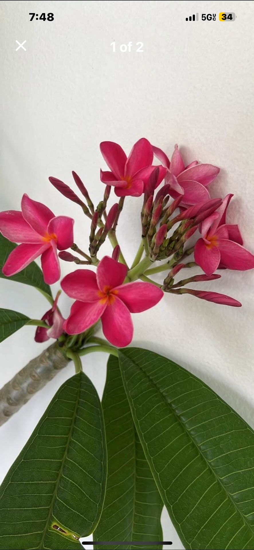 Huge Franguipanii 6 Ft Plumeria Low Maintenance