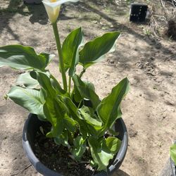 Calla Plant For Garden