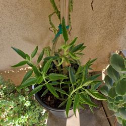 Klenoche Plants
