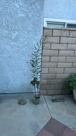 SUCCULENTS