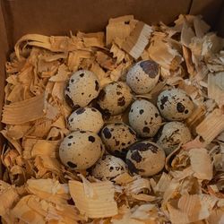 Coturnix Quail Hatching & Eating Eggs - Hyena Homestead