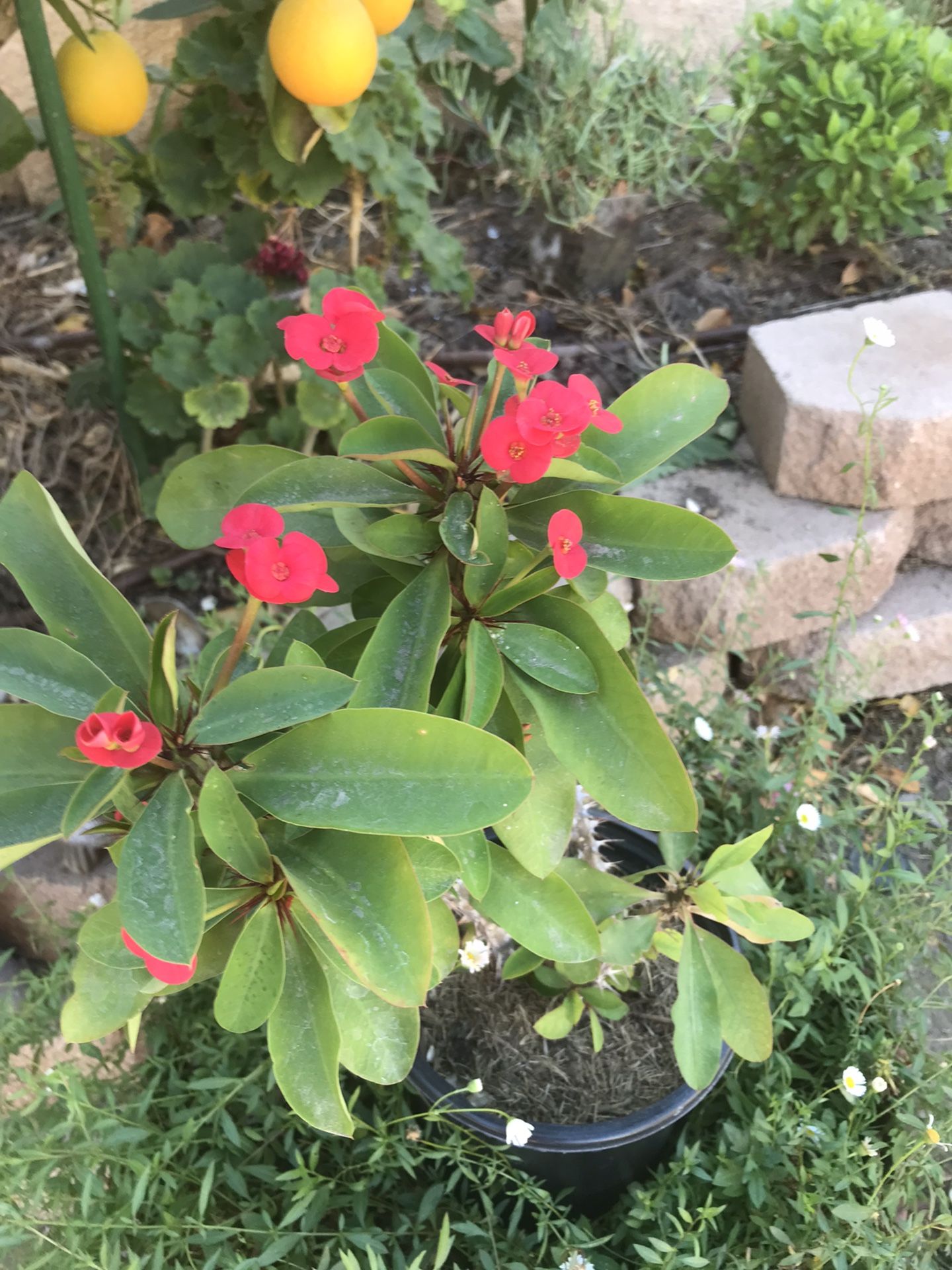 crown of thorn plants