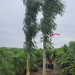 foxtail about 9 feet tall all sizes available 
