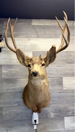 Deer Shoulder Mount Taxidermy