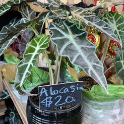 Alocasia Plants, Indoor Plant Collection 
