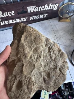 Pre Historic Follilized Seashells (fossil)