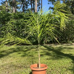 Royal Palms, likely Roystonea regia
