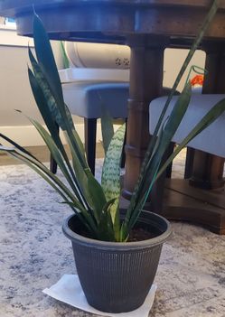 Snake plant