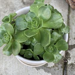 Succulent In Pot 