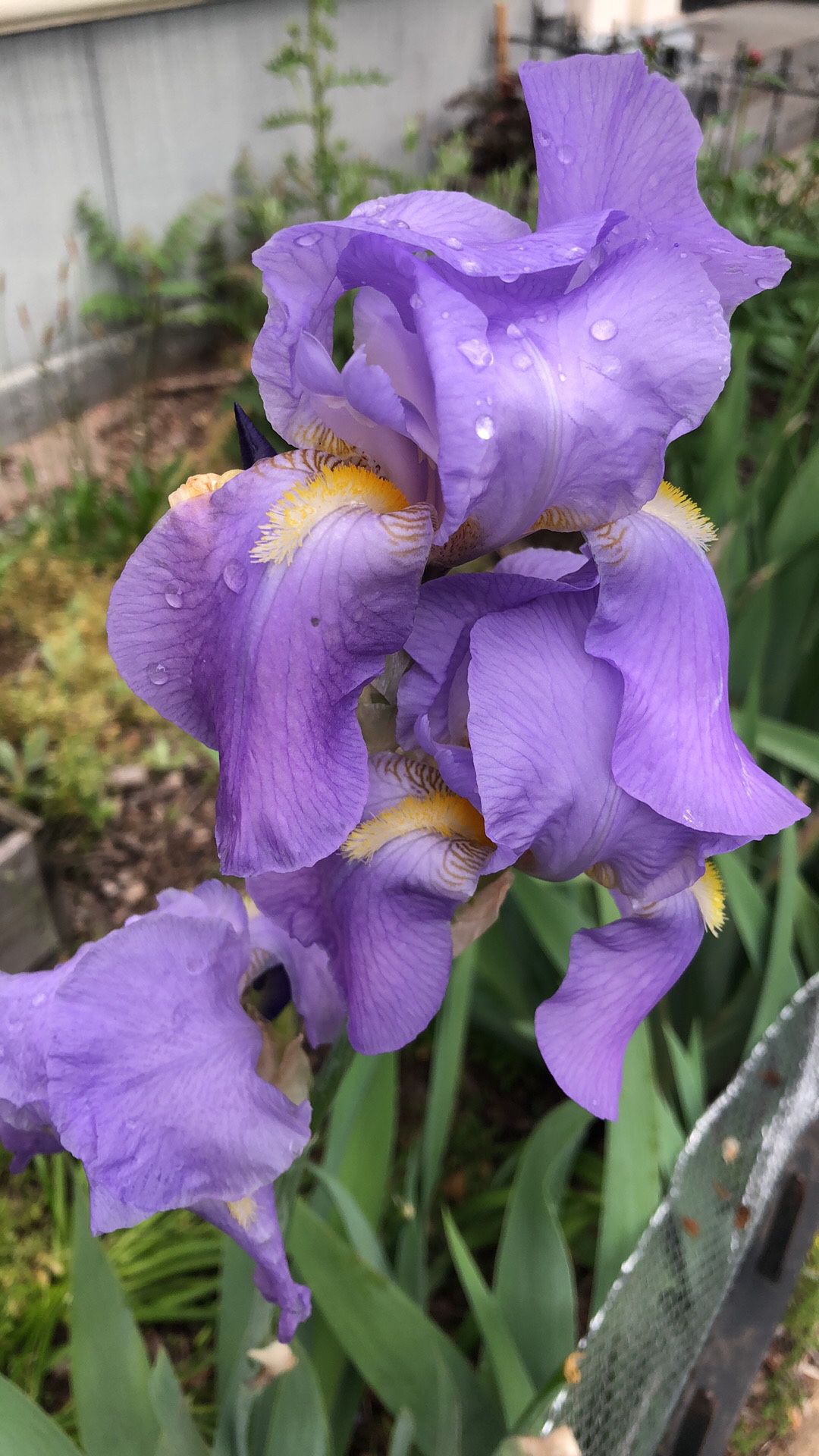 Purple Iris Plant/Cutting