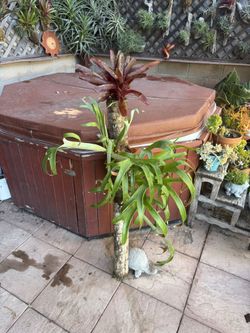 4 Foot Tall Staghorn And Bromeliad Combo