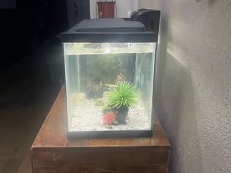 10 gallon fish tank