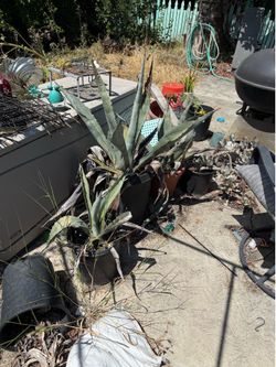 Set of 3 Established Large Agave Plants in pots