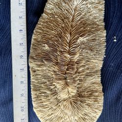 Natural Mushroom Coral