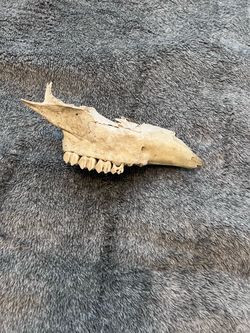 Real Whitetail Deer Partial Skull Upper Jaw w/ Teeth Bone Oddity Taxidermy