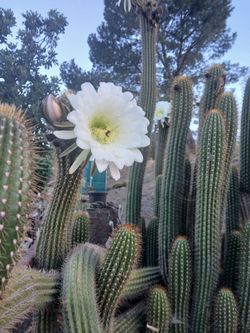 Tall Calif cactus 15 gallons size