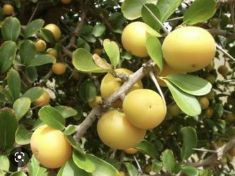 Kei Apple ( Dovyalis caffra ) Fruit Tree 