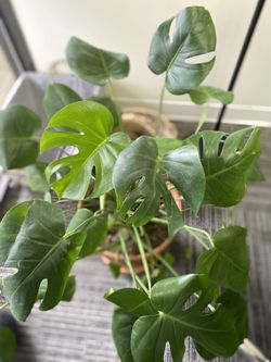 Monstera plant