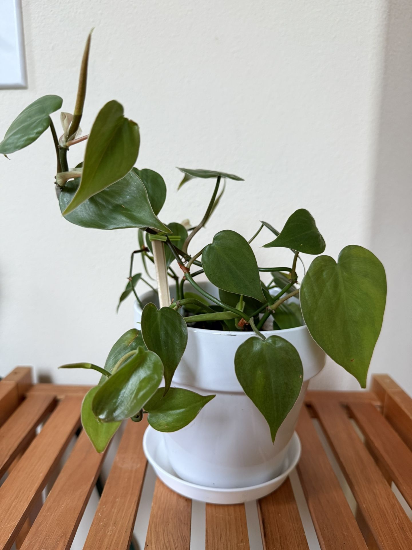 Live Healthy Heart Philodendron Plant In 6 Inch Ceramic Pot