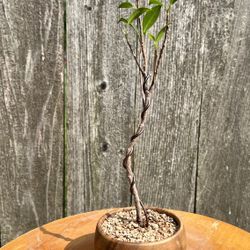 Tropical Ficus Bonsai