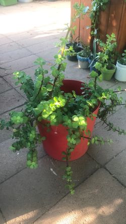Elephant Bush Hade plant