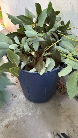 Bucket full of avocado leaves