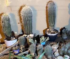 Saguaro’s For Sale