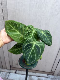 6” anthurium Magnificum