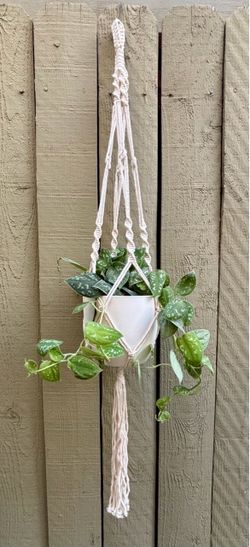 Picta Pothos in Macrame Plant Hanger 6” self watering pot