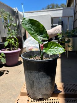 Alocasia elephant ear plant