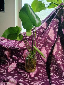 Monstera starts 2 plants for $5