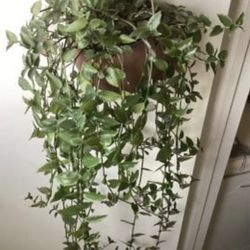 Tradescunta Rare Nanour plants