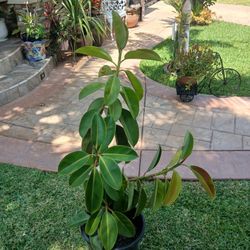 Potted Rubber Plant