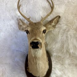 Deer head and wall mount - taxidermy - oddities and curiosities