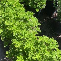 Citronella