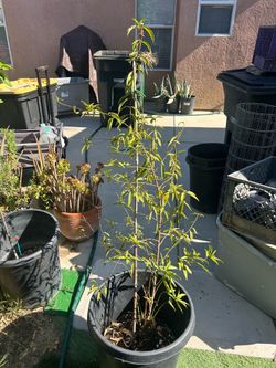 Plant of Peach 🍑